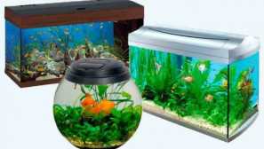 Co potřebujete znát akvaristiku